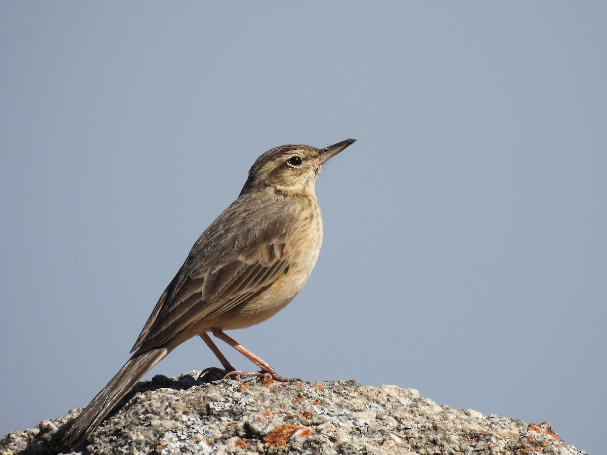 Long-billed Pipit - ML526963781