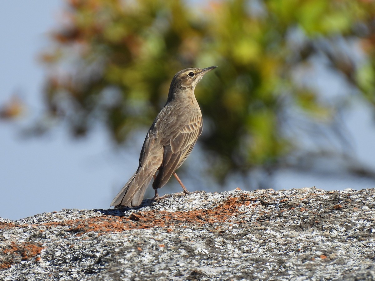 Long-billed Pipit - ML526963801