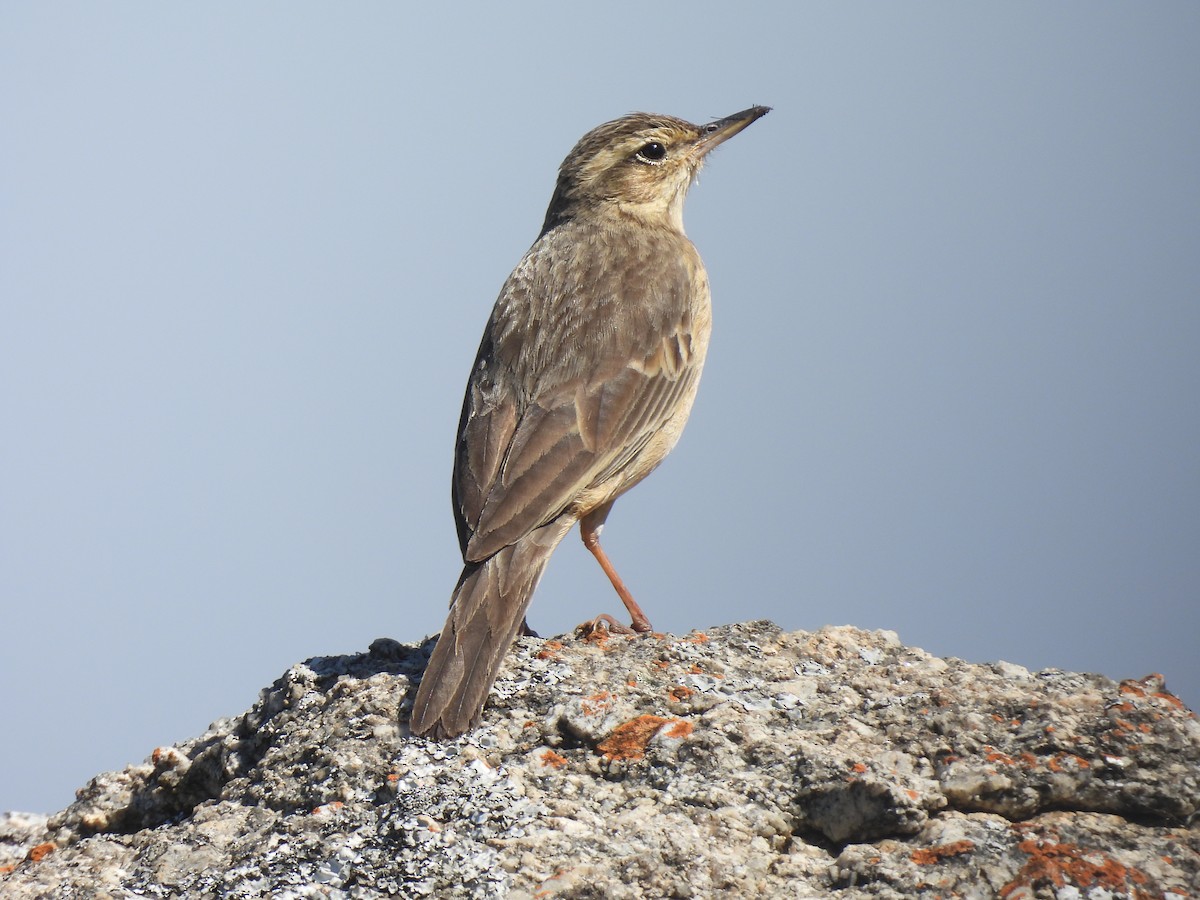 Long-billed Pipit - ML526963861