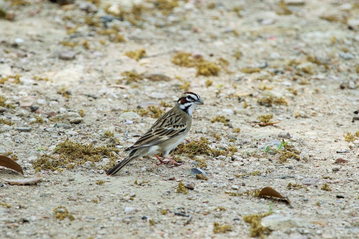 Lark Sparrow - Lew Johnson