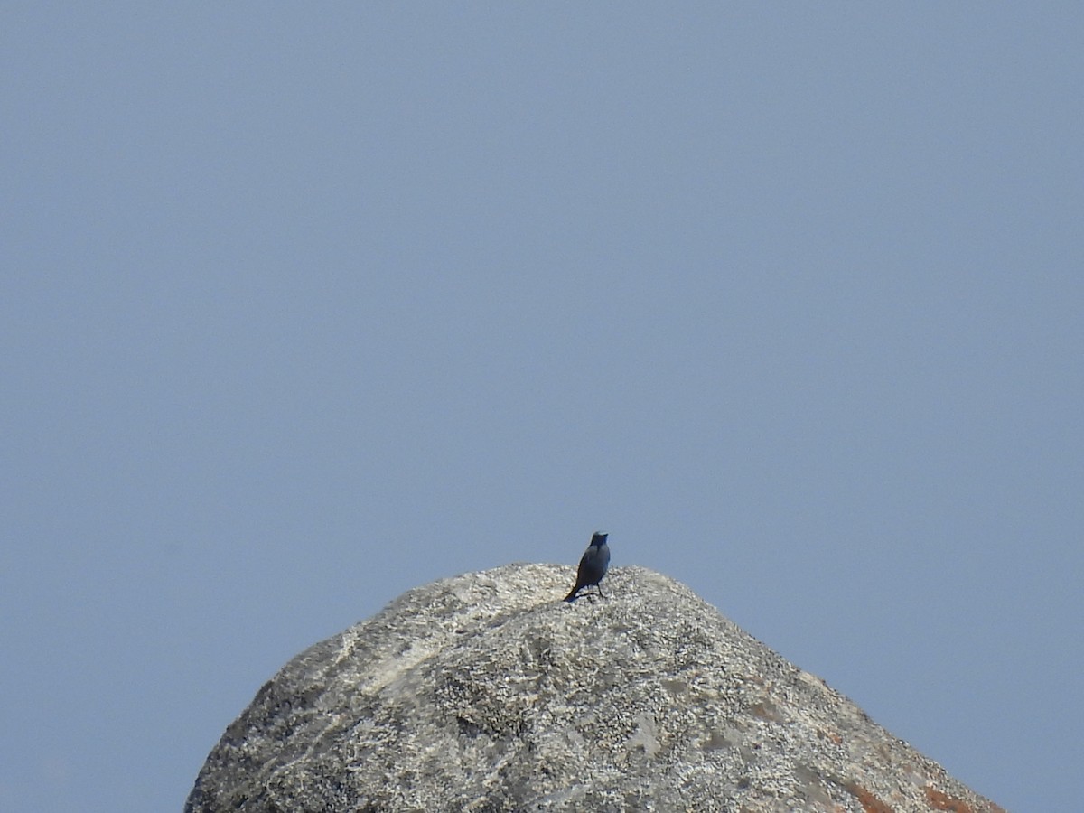 Blue Rock-Thrush - ML526964501