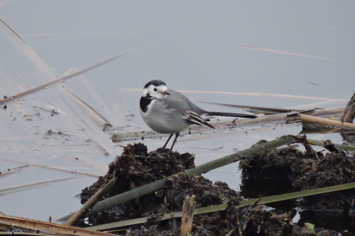 White Wagtail - ML526964841