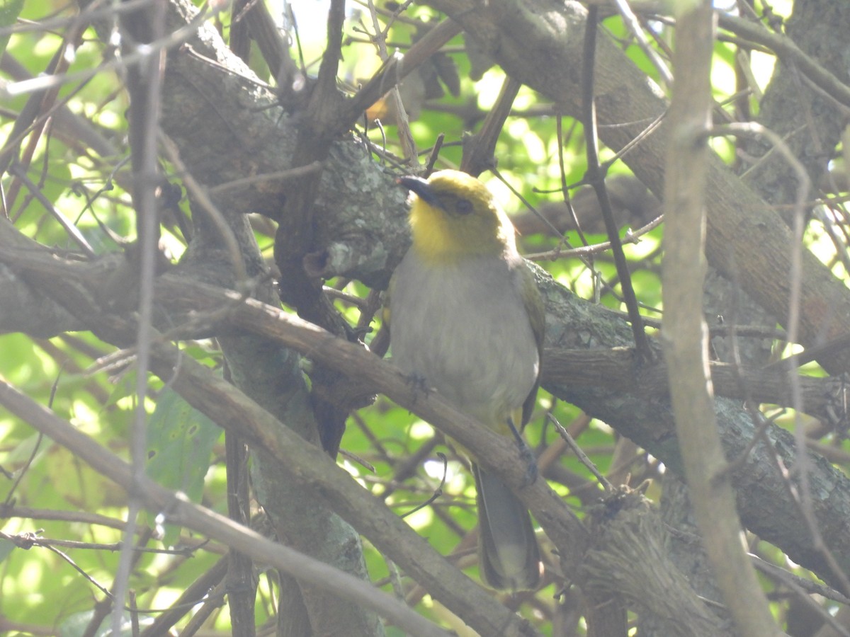 Yellow-throated Bulbul - ML526965481