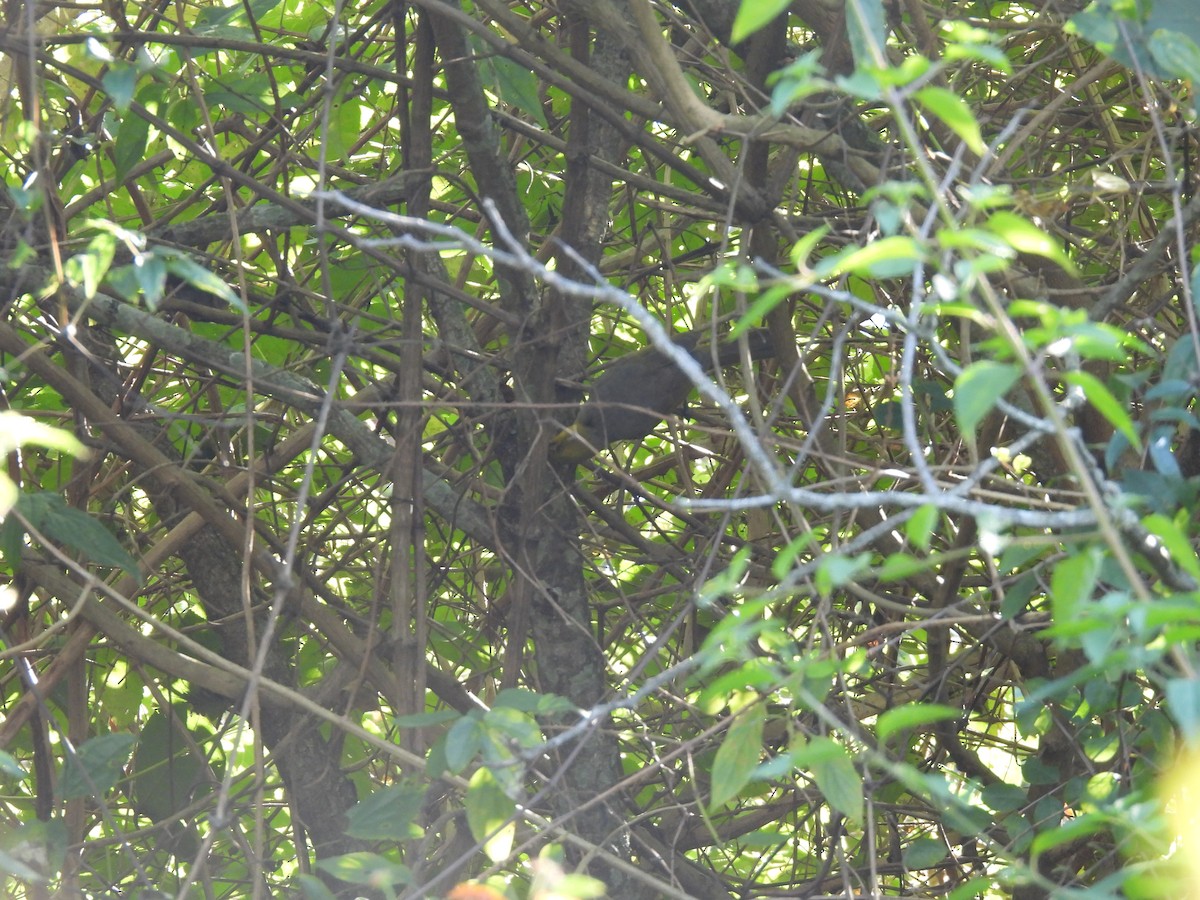 Yellow-throated Bulbul - Kalyani Kapdi