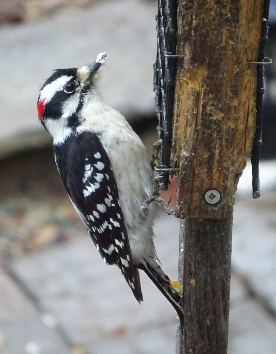 Pic mineur - ML526966111