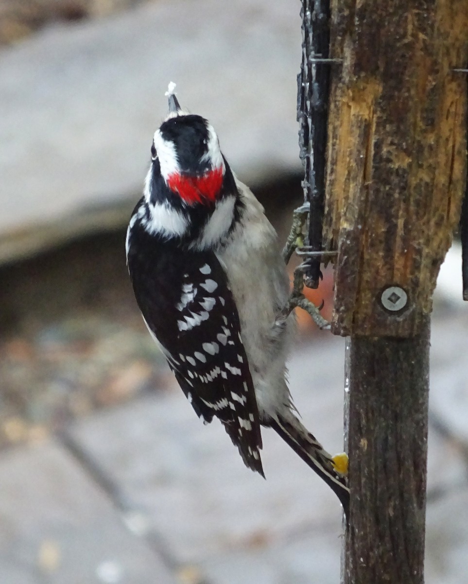 Pic mineur - ML526966121