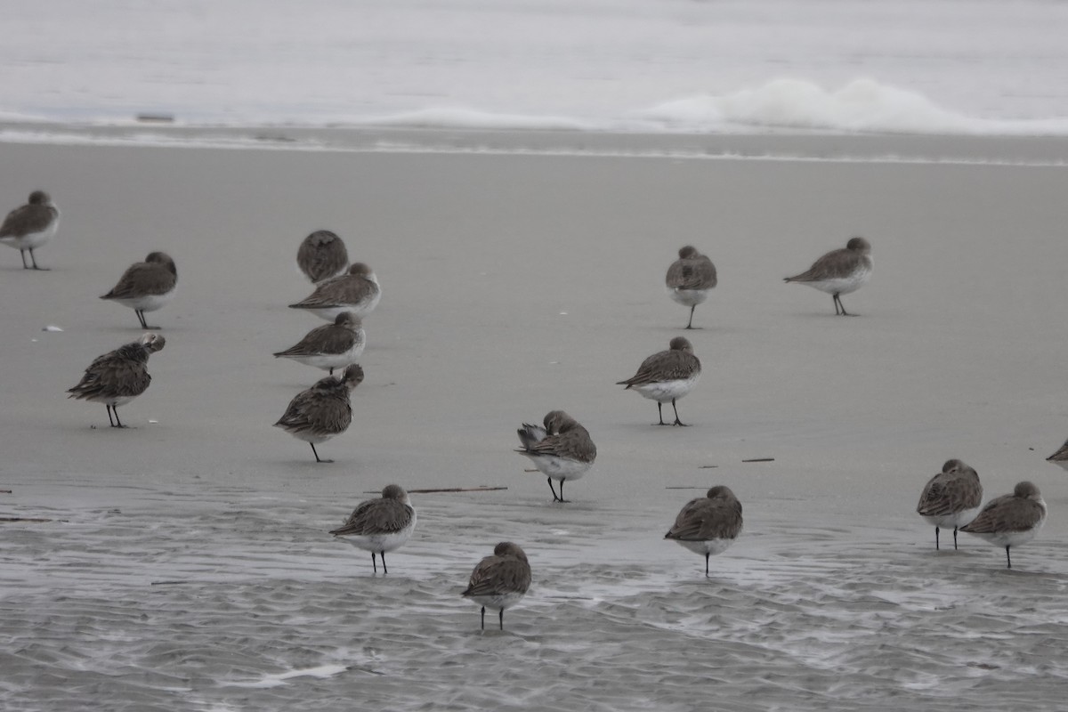 Dunlin - ML526966431