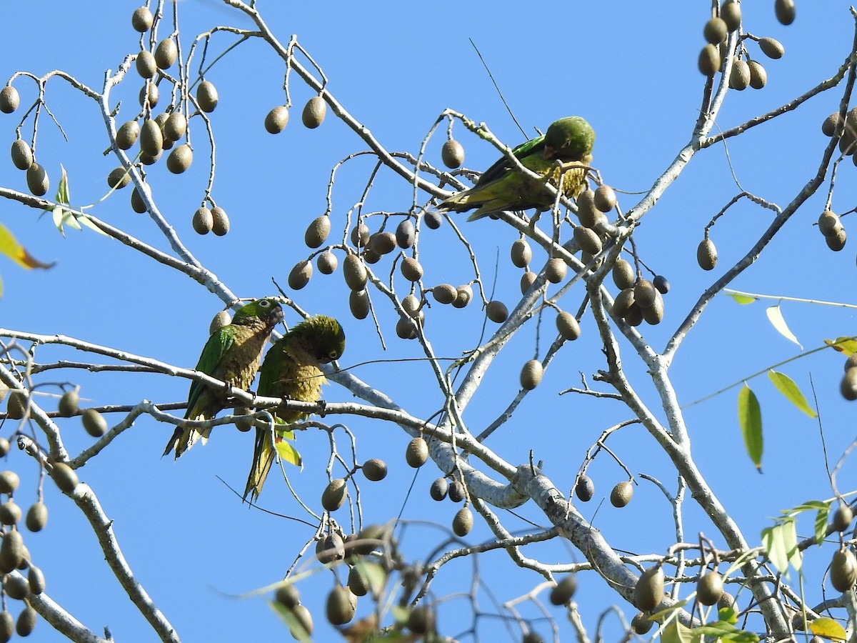 Olive-throated Parakeet - Anna Stalcup