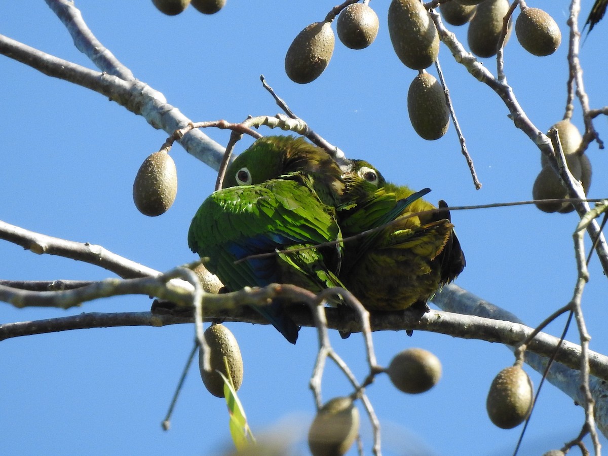 Olive-throated Parakeet - ML526966551