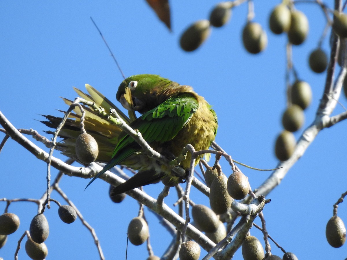 Olive-throated Parakeet - ML526966561