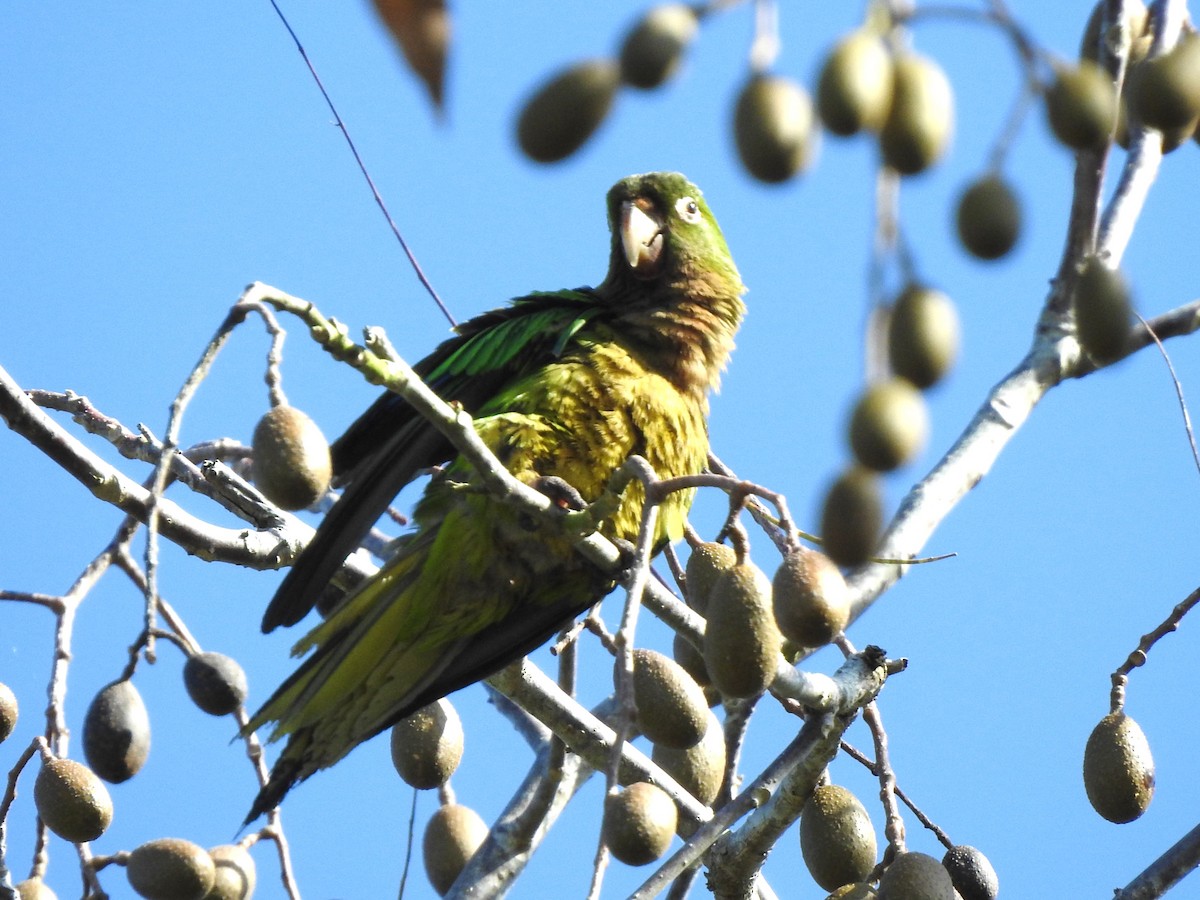 Olive-throated Parakeet - ML526966571