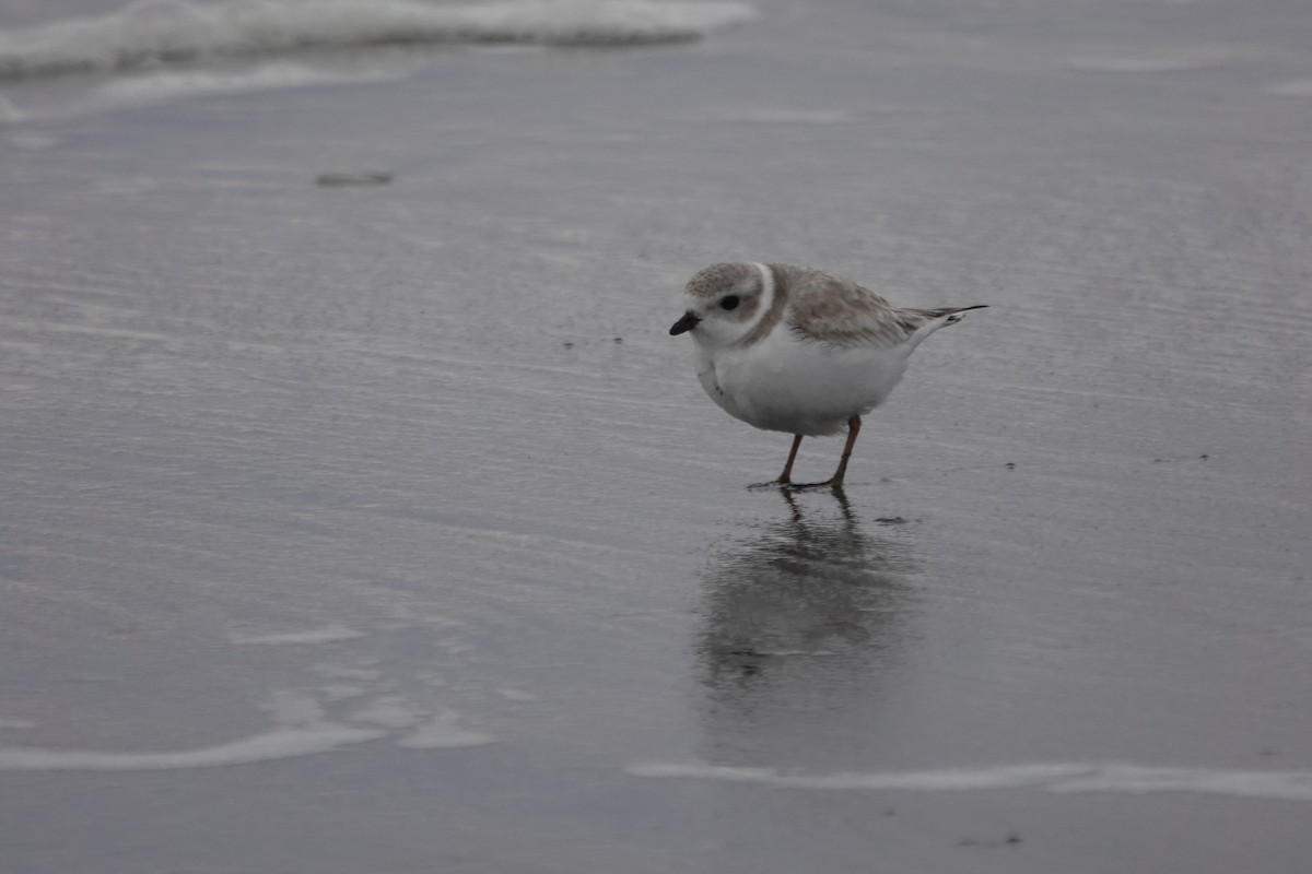 Piping Plover - ML526967931