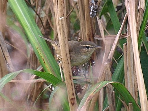 Dusky Warbler - ML526967991