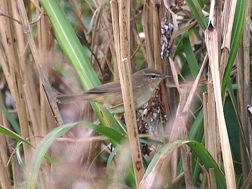 Dusky Warbler - ML526968001