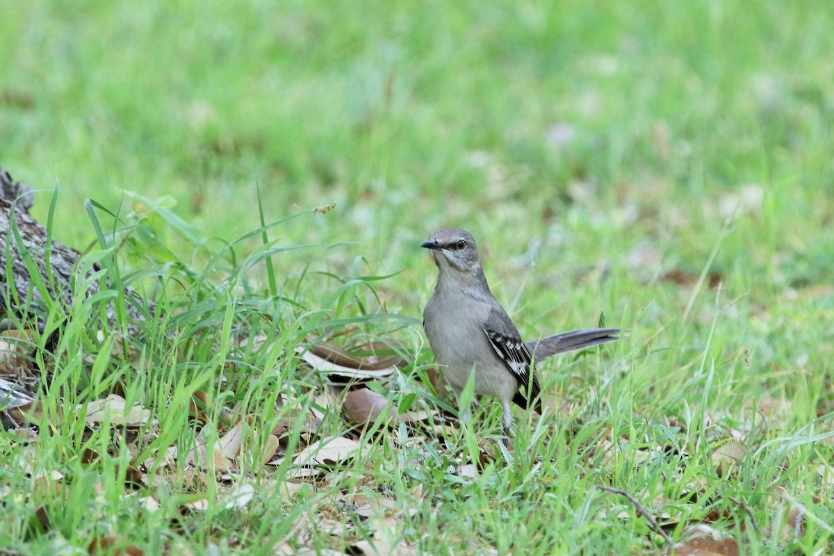 Northern Mockingbird - ML52696801