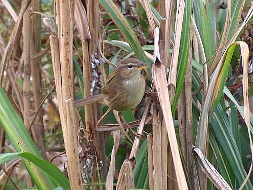 Dusky Warbler - ML526968051