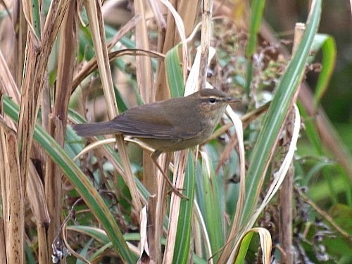 Dusky Warbler - ML526968101