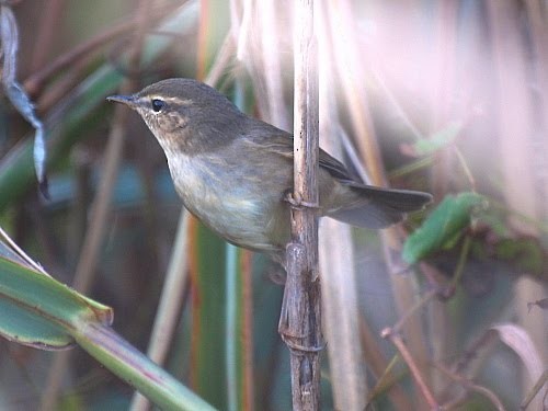 Dusky Warbler - ML526968131