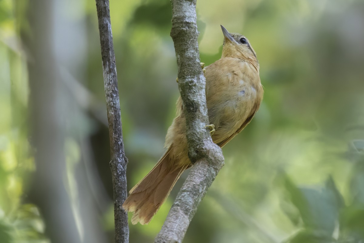 Ochre-breasted Foliage-gleaner - ML526968401