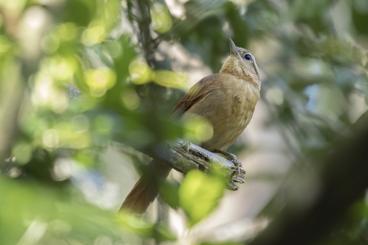 Ochre-breasted Foliage-gleaner - ML526968411