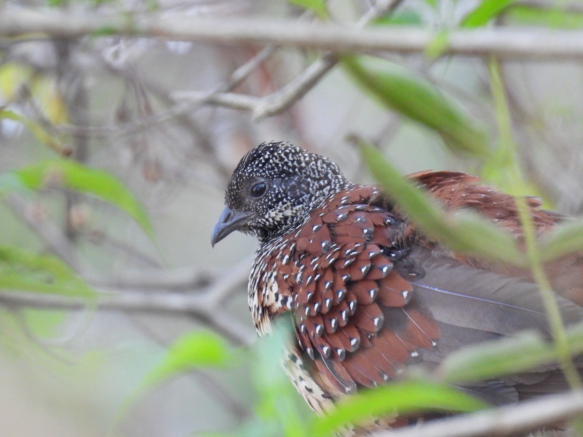 Painted Spurfowl - ML526968891