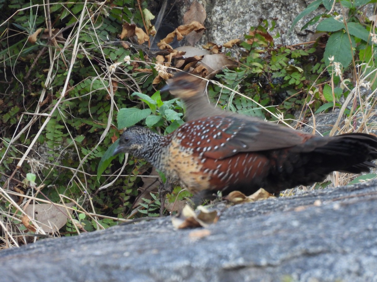 Painted Spurfowl - ML526968921