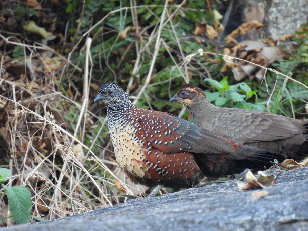 Painted Spurfowl - ML526968931