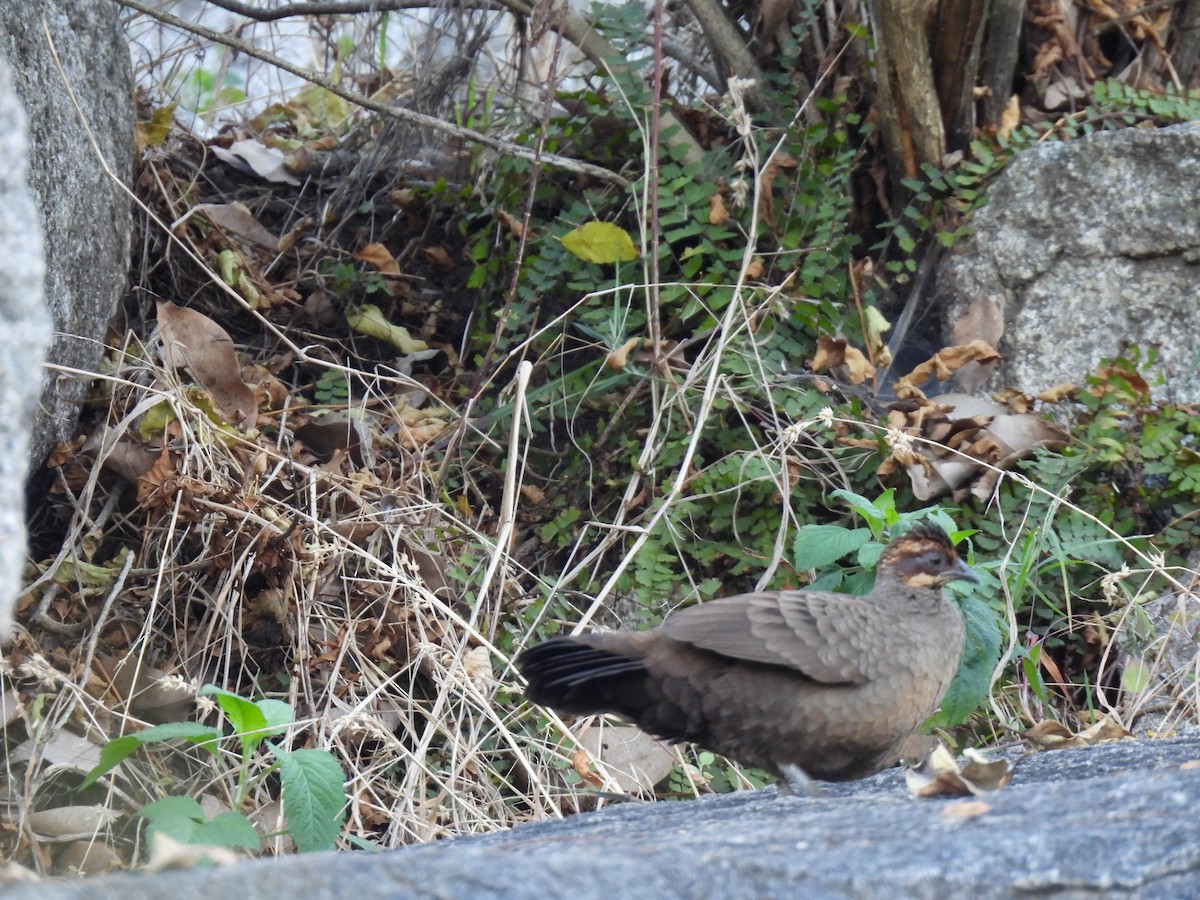 Painted Spurfowl - ML526968941