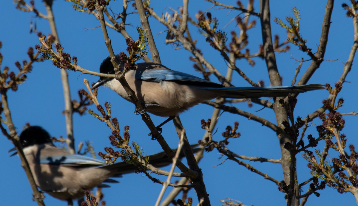 Iberian Magpie - ML526968971