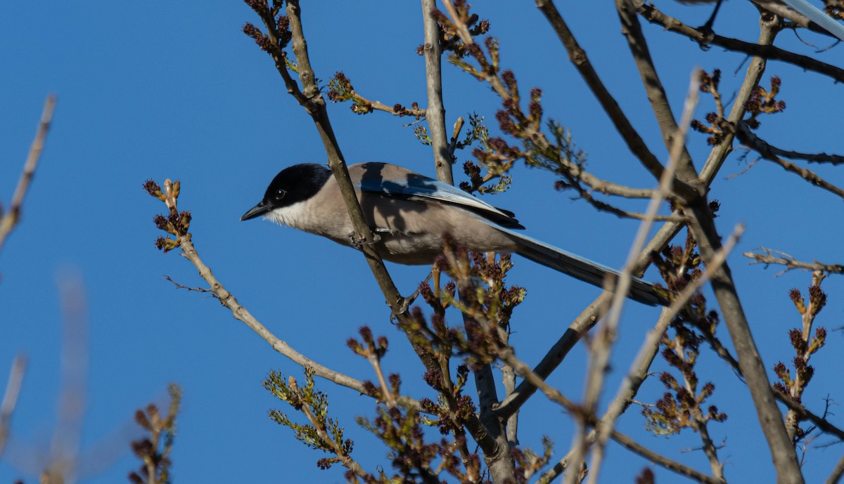 Iberian Magpie - ML526968981