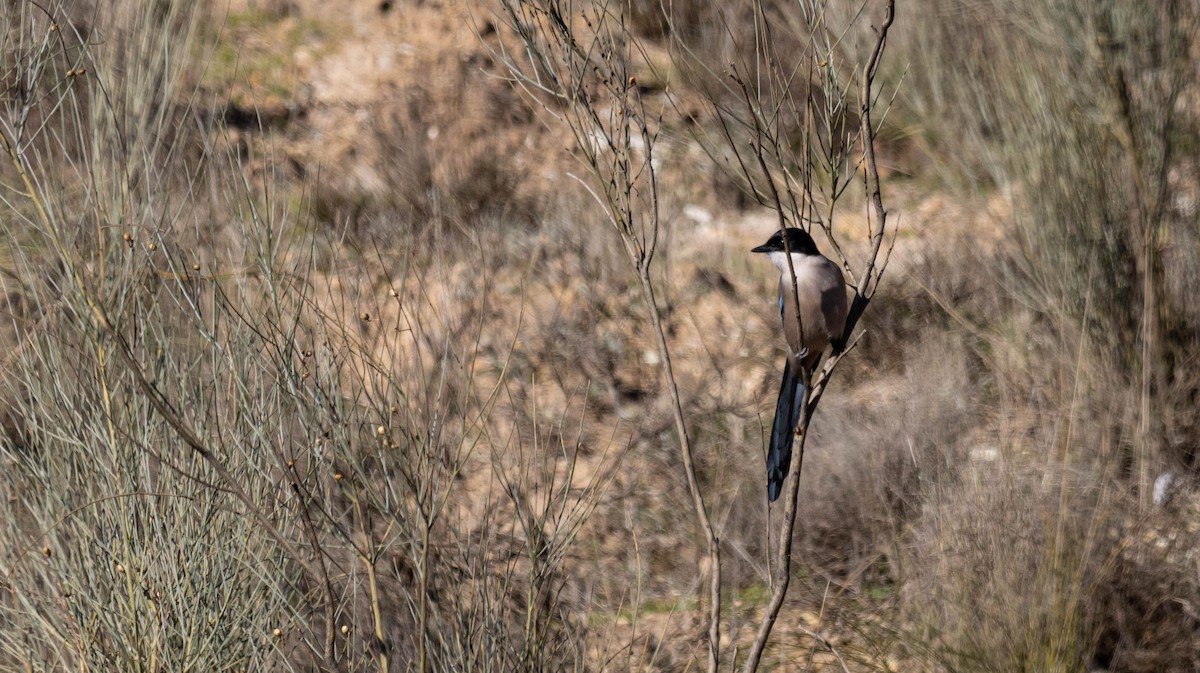 Iberian Magpie - ML526968991