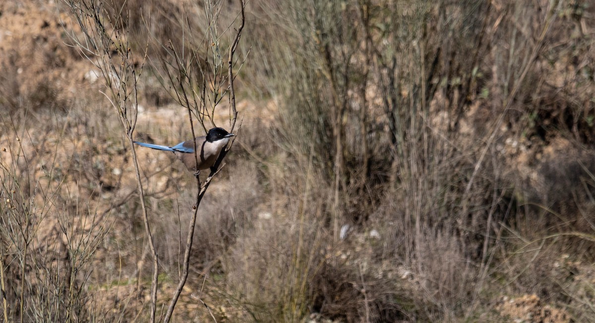 Iberian Magpie - ML526969001