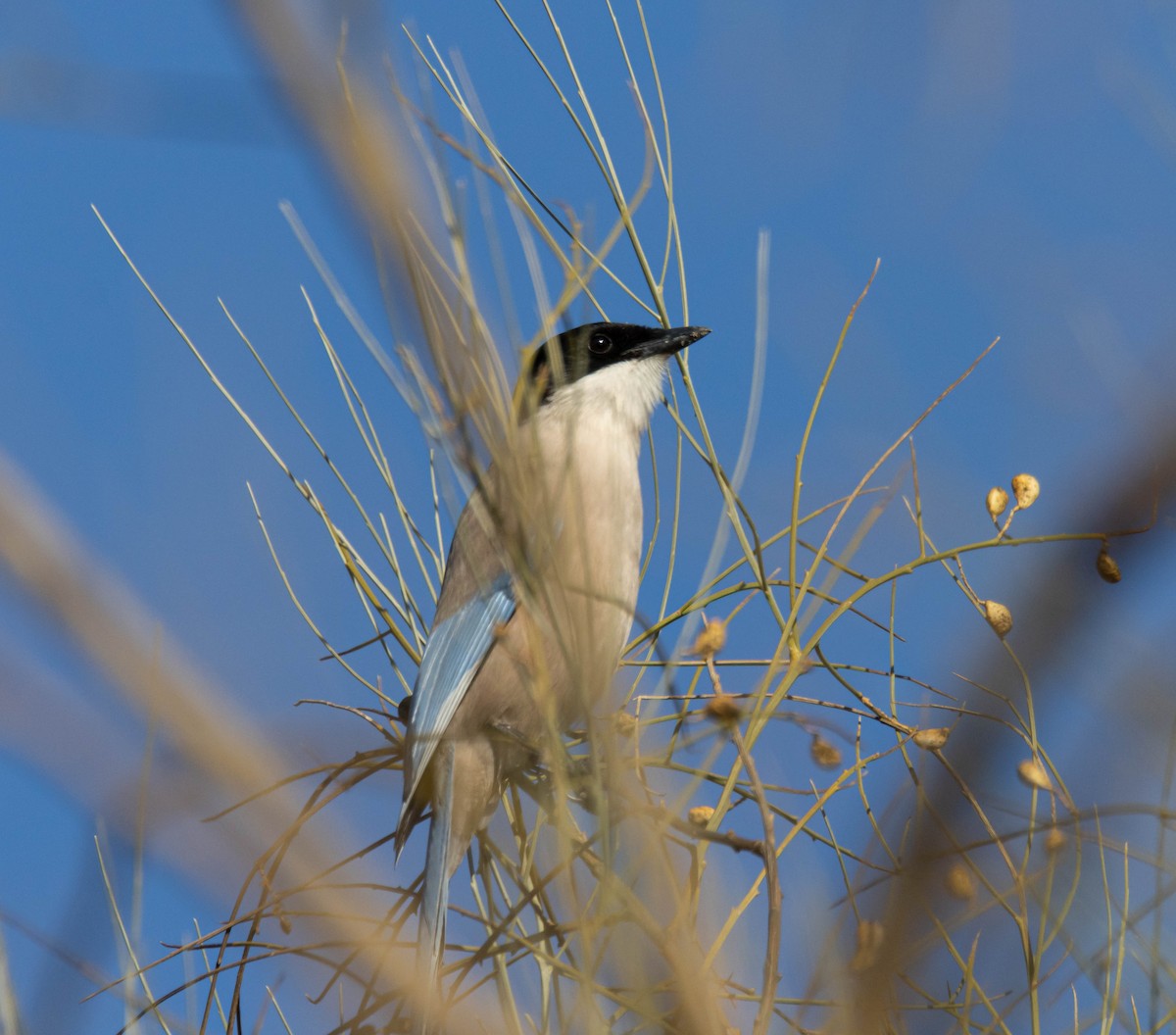 Iberian Magpie - ML526969011