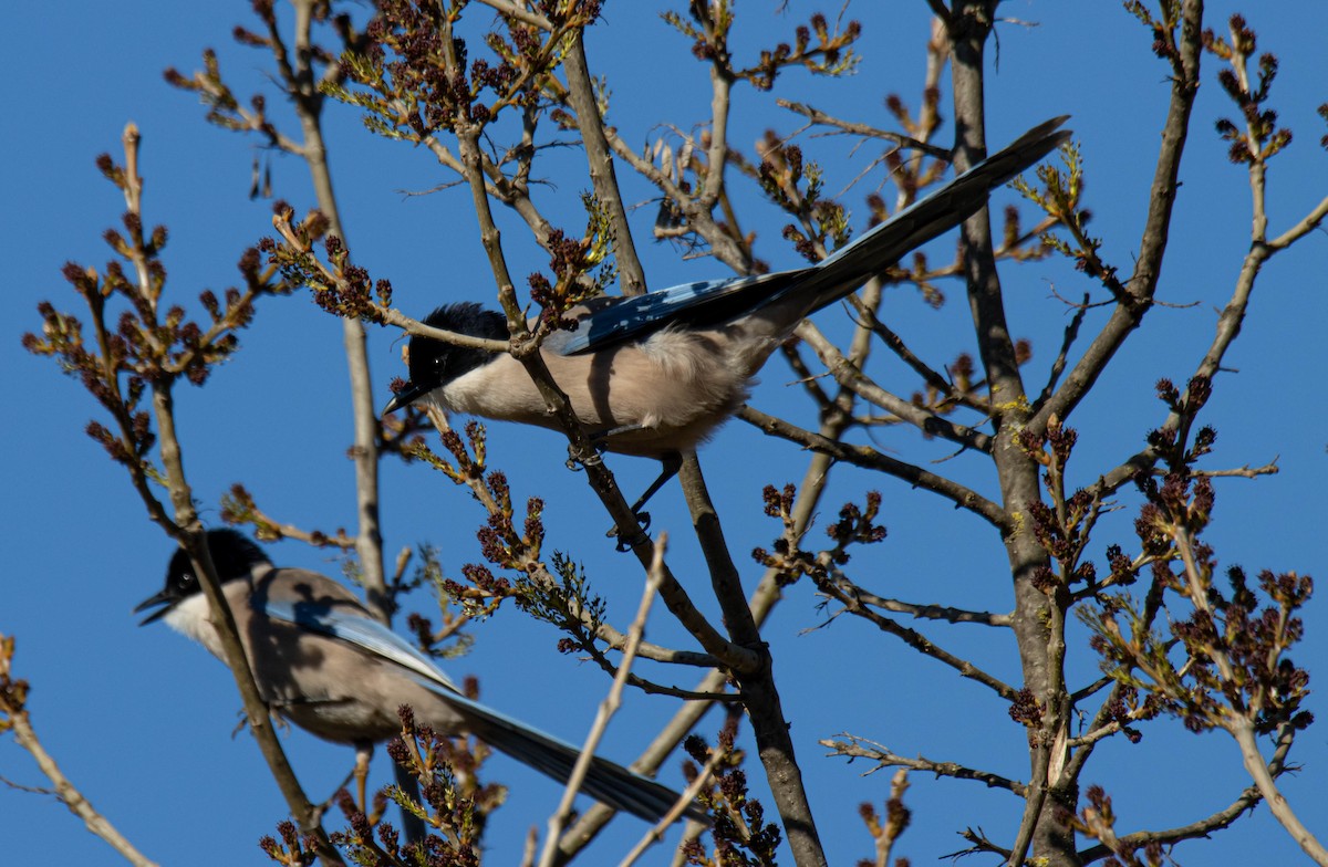 Iberian Magpie - ML526969021