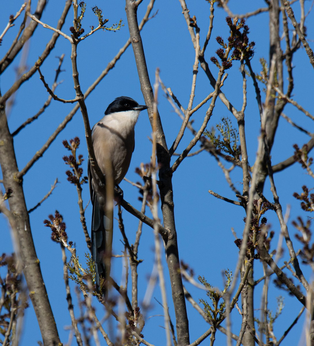 Iberian Magpie - ML526969031