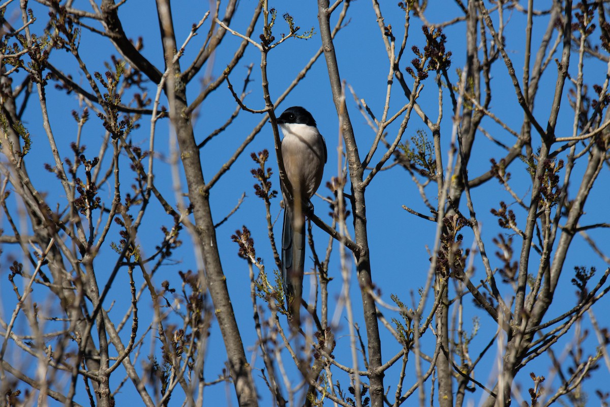 Iberian Magpie - ML526969051