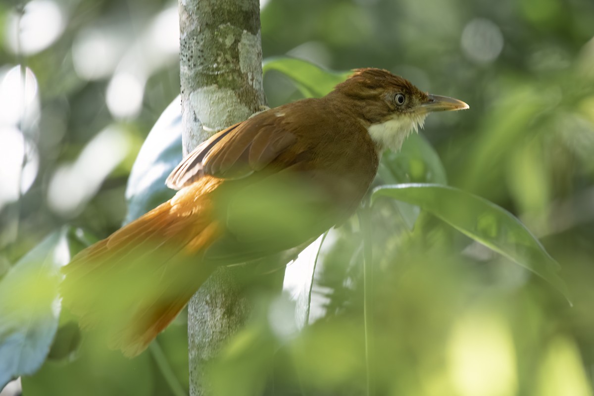 White-eyed Foliage-gleaner - Shifaan Thowfeequ