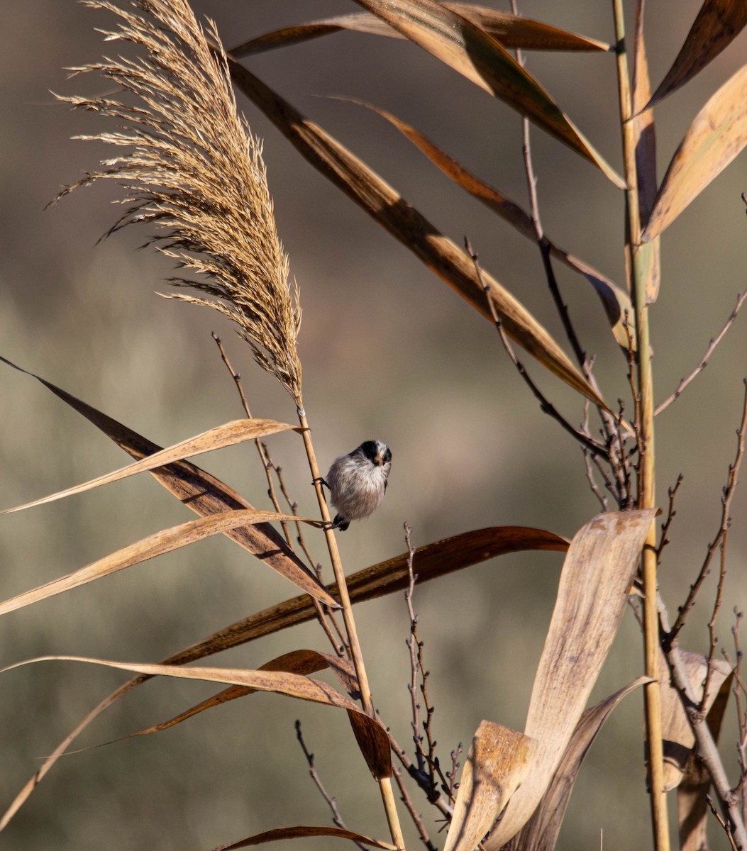 Long-tailed Tit - ML526969211