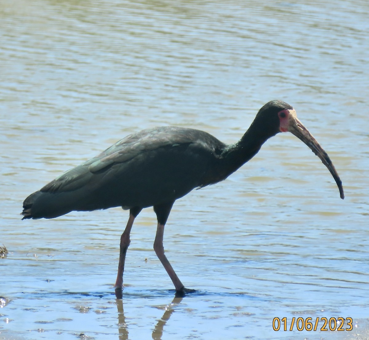 ibis tmavý - ML526969591