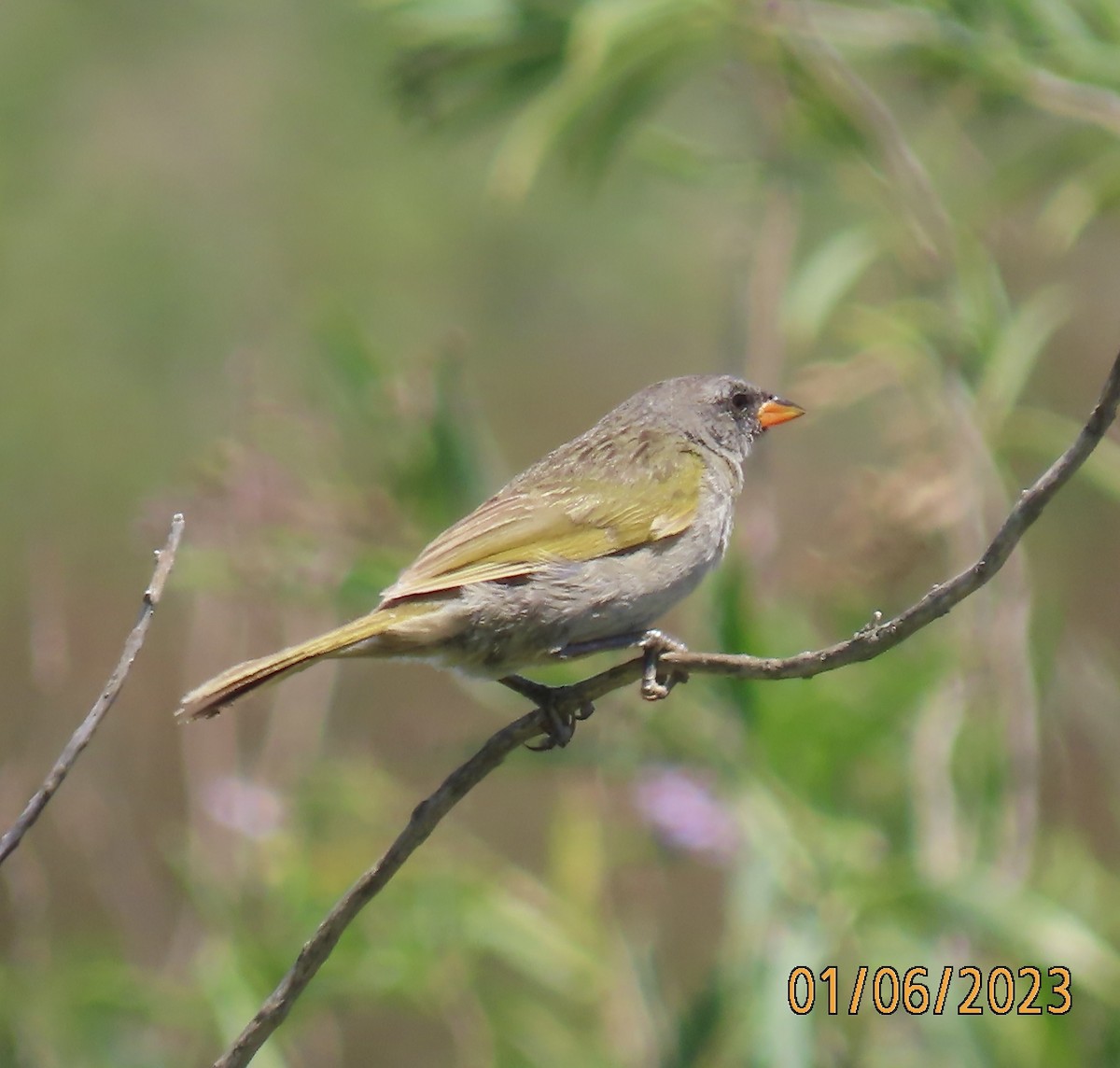 Great Pampa-Finch - ML526969891