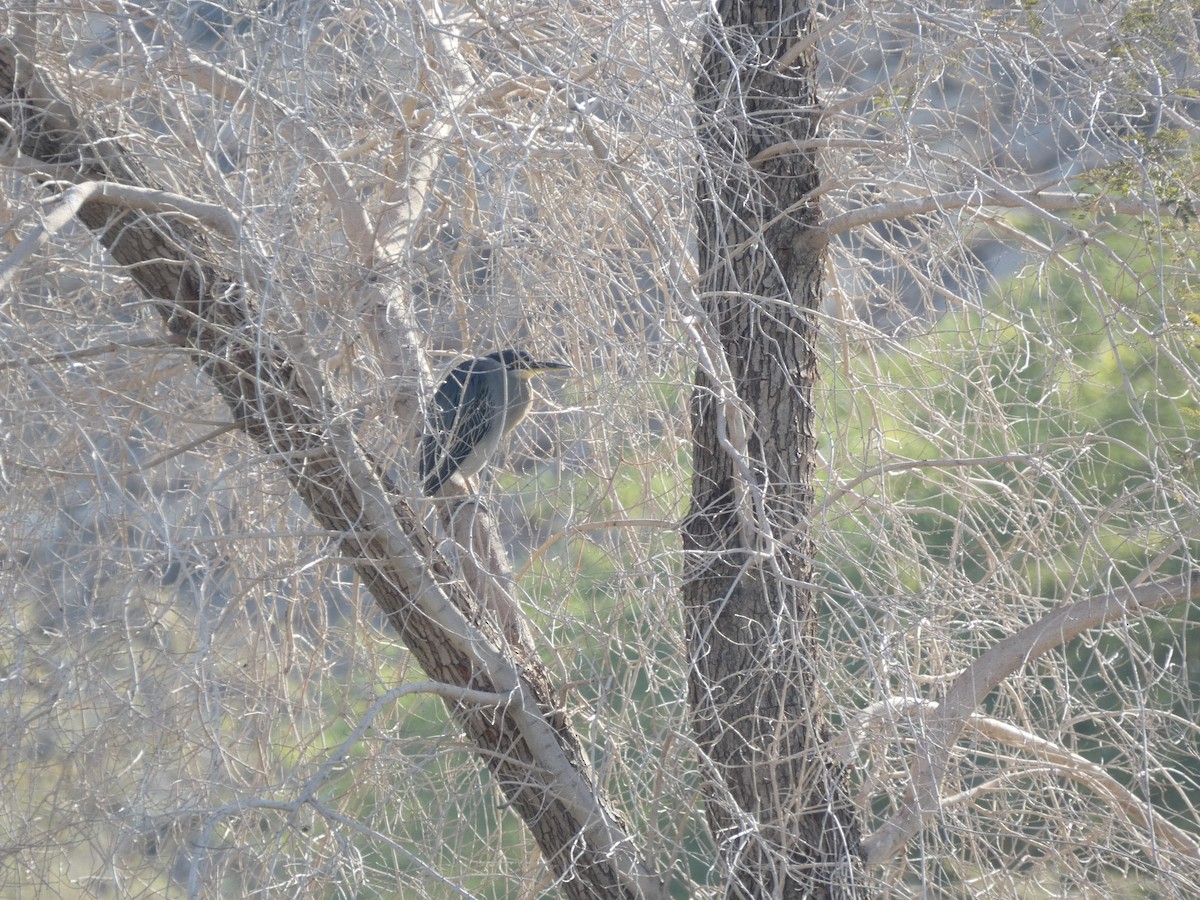 Striated Heron - John  Burnside