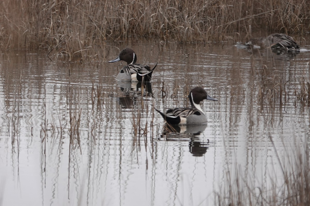 Northern Pintail - ML526971281