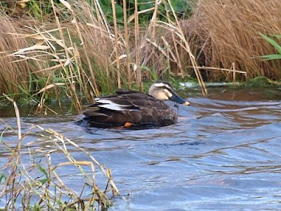 Eastern Spot-billed Duck - ML526973001