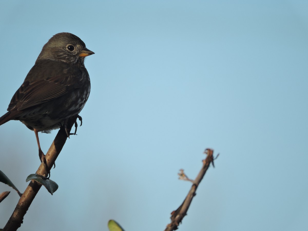 Fox Sparrow - ML526973821