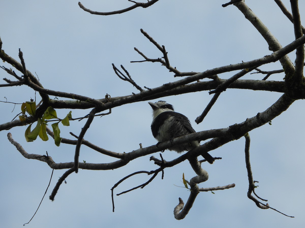 White-necked Puffbird - ML526973841