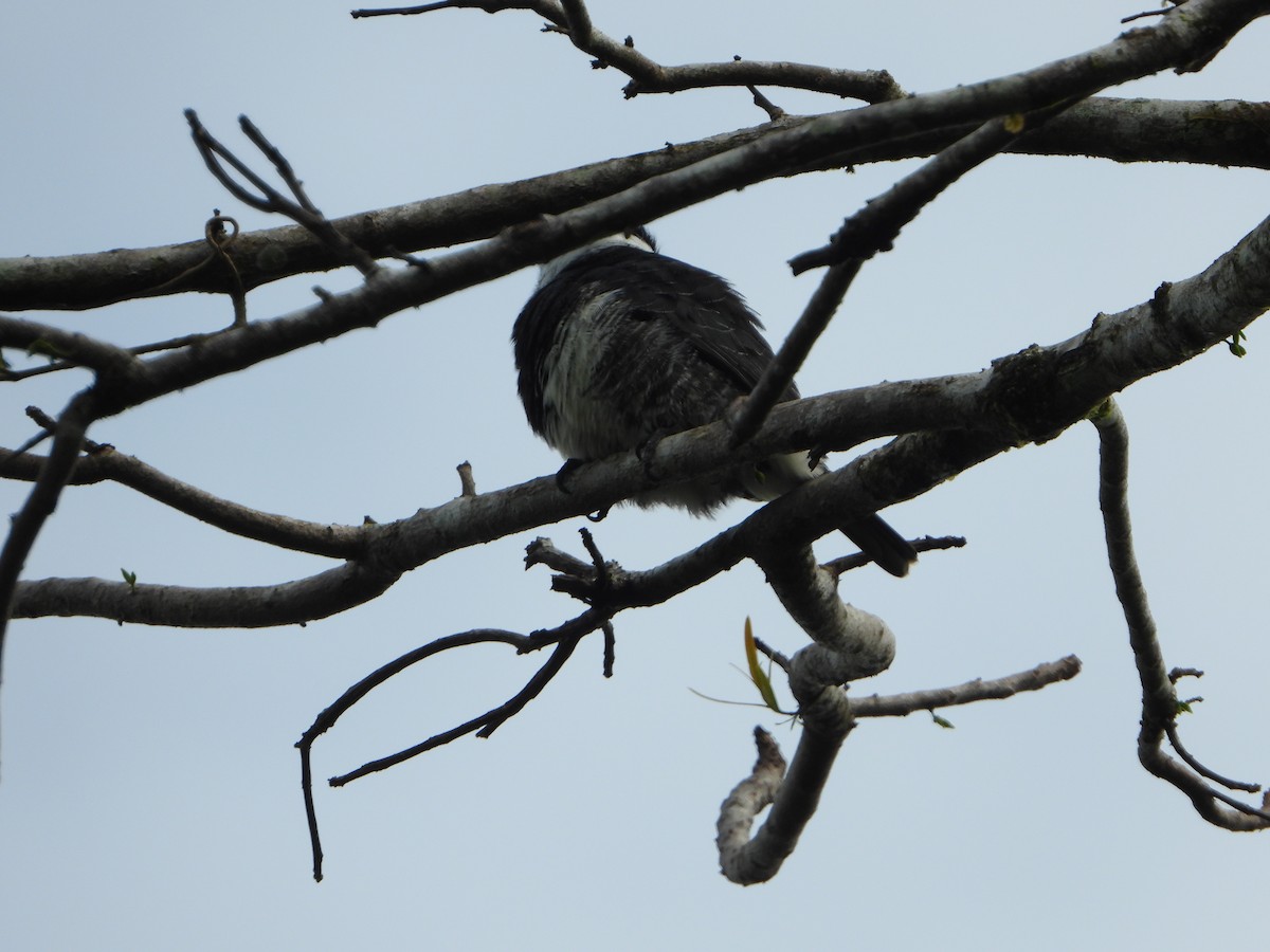 White-necked Puffbird - ML526973851