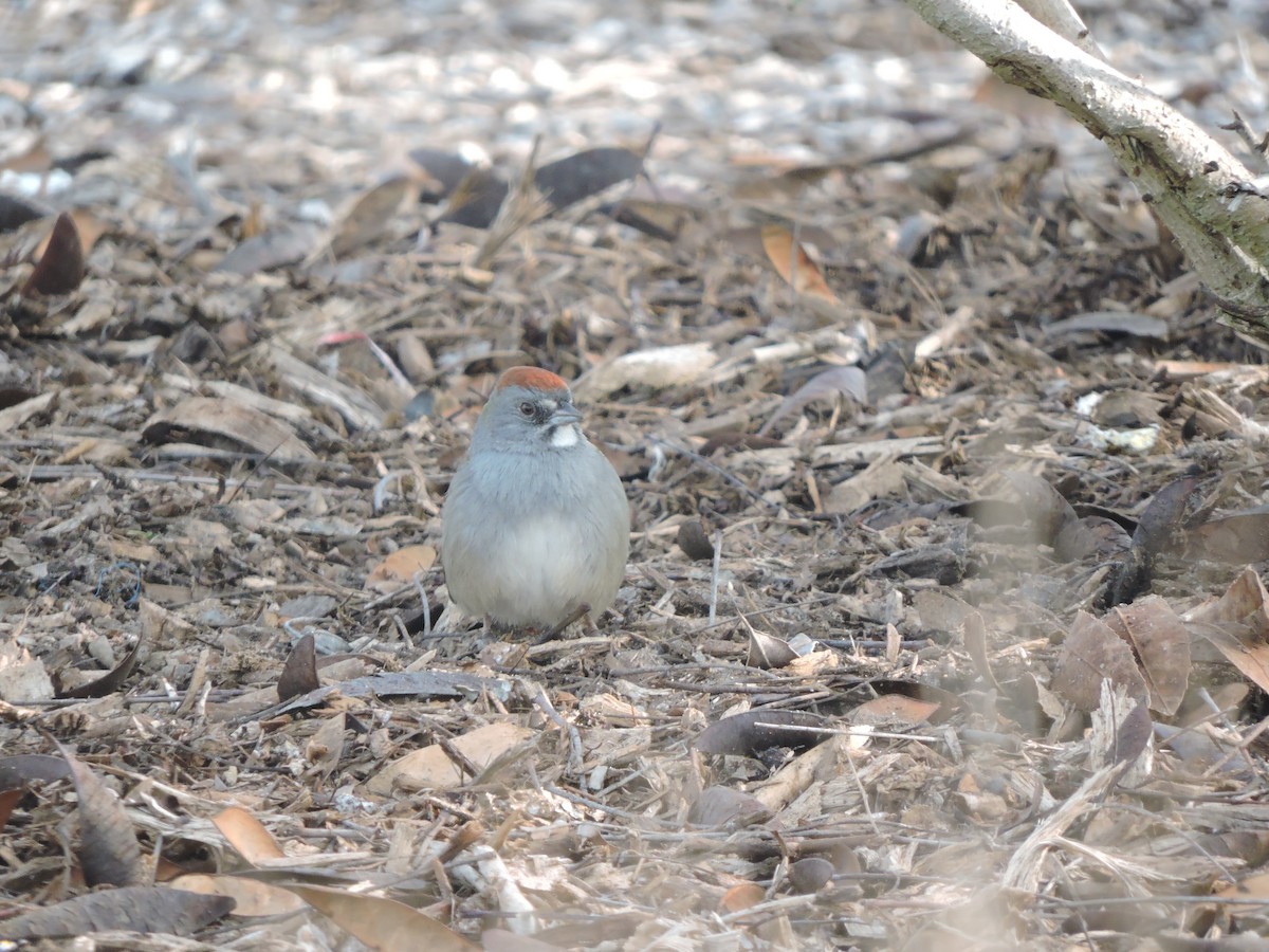 Green-tailed Towhee - ML526973931