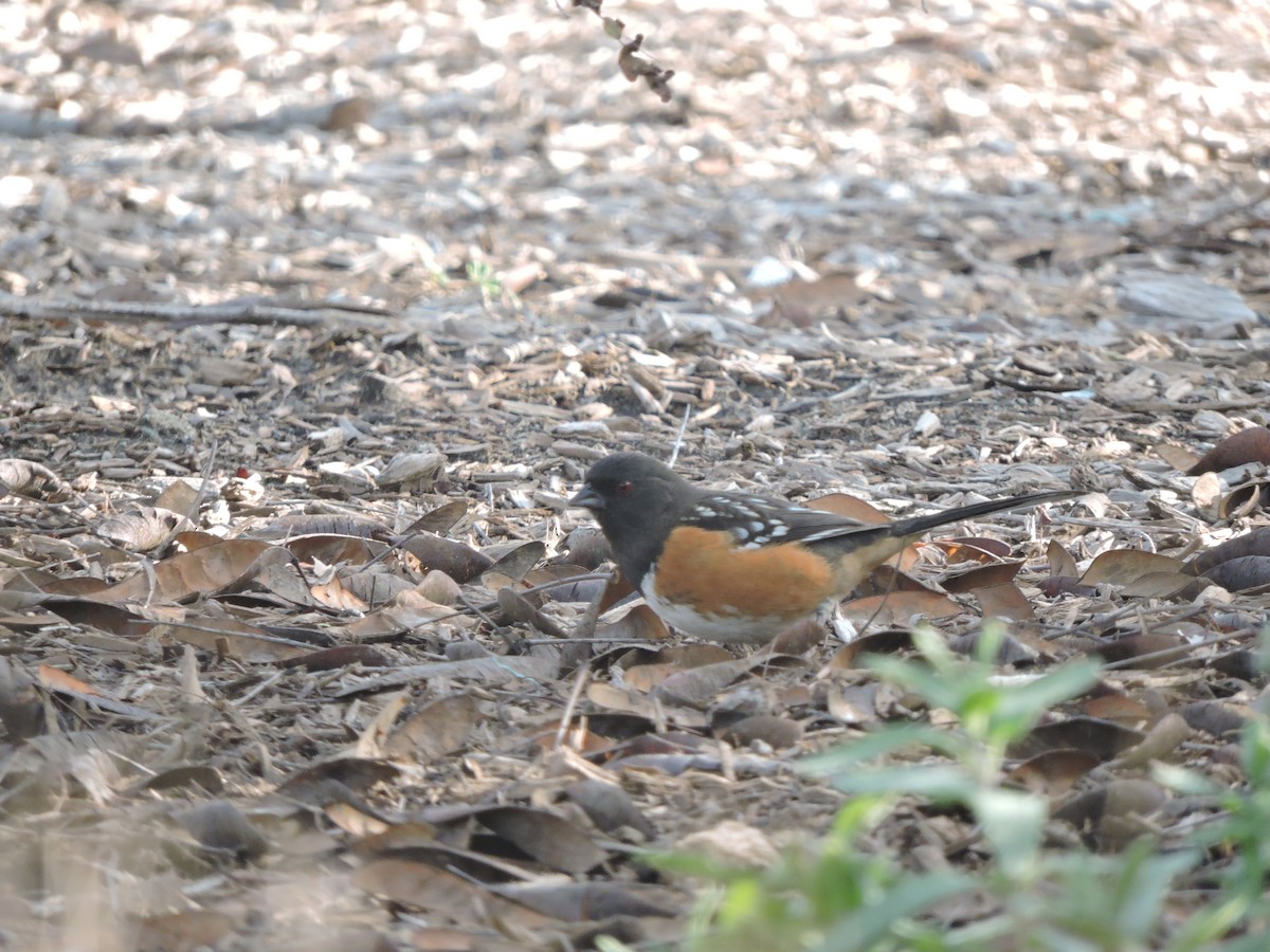 Spotted Towhee - ML526974021
