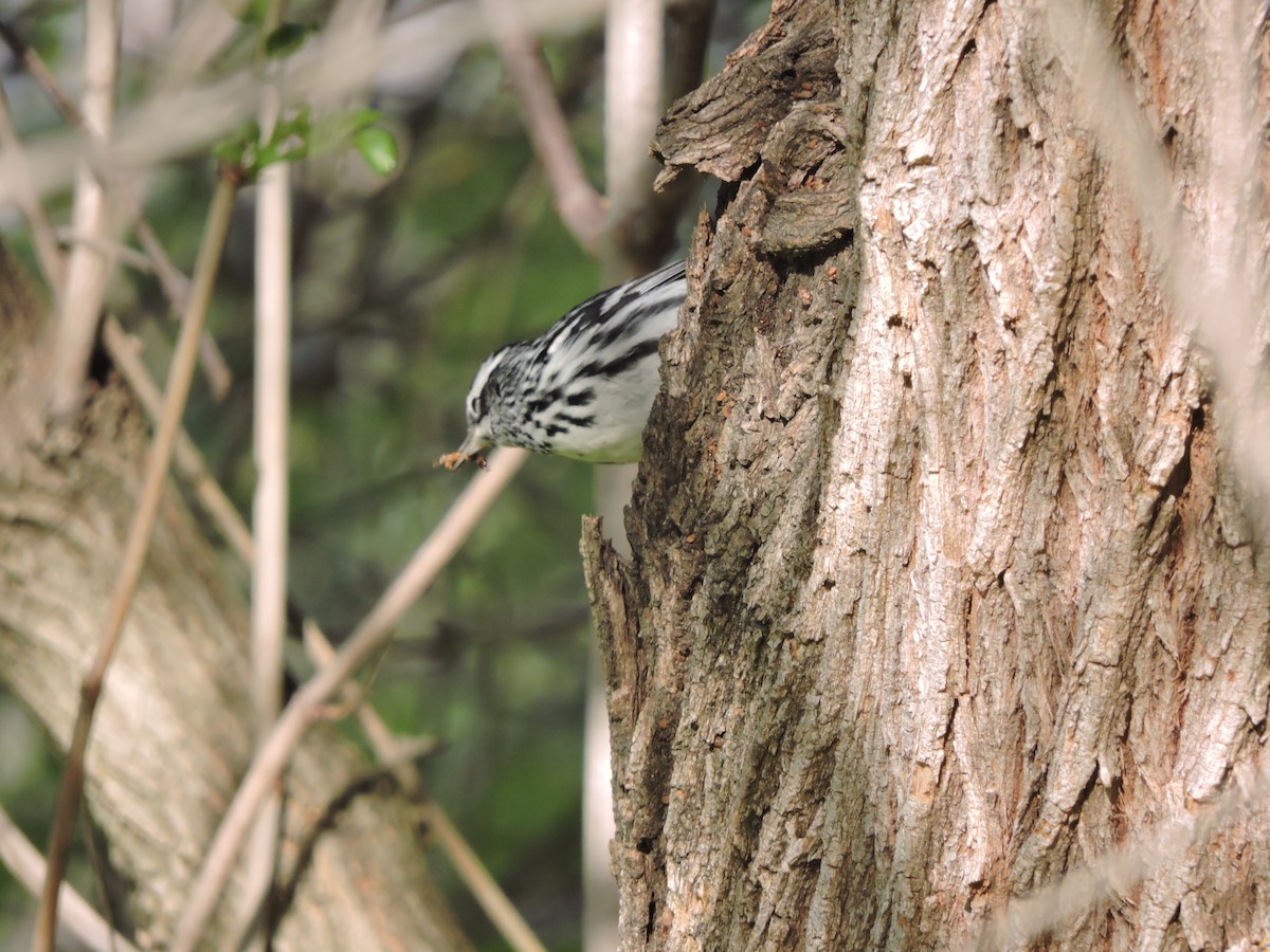Black-and-white Warbler - ML526974081