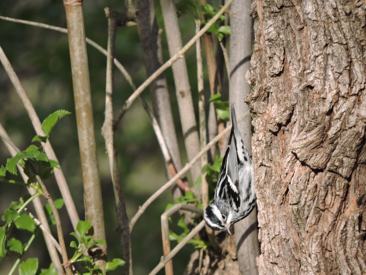 Black-and-white Warbler - ML526974111